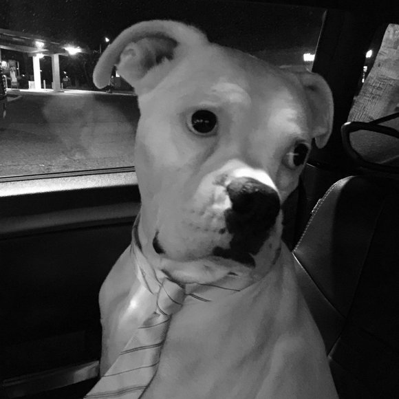 Meet your Posher, April - Picture 1 of 1